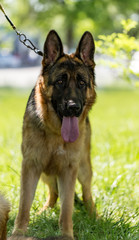 A portrait of a thoroughbred dog in nature