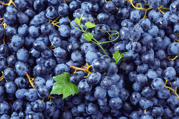 Grape background. Dark grape. Blue grape. Wine grape.