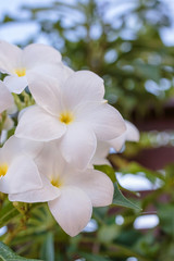 Obraz premium Bridal Bouquet, Fiddle leaf Plumeria