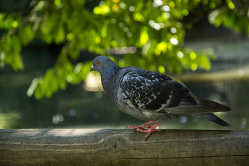 Bird 122