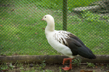 Bird 127