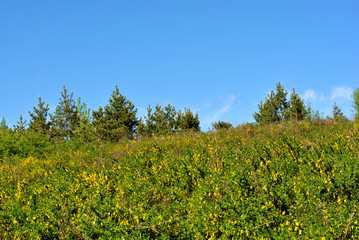 Fototapeta na wymiar Sky over blooming genista tinctoria (dyer’s greenweed or dyer's broom) in the meadow on the hill near edge of pine forest, spring summer day, Ukraine