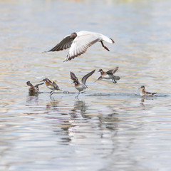 Black-headed gull an red-necked phalaropes
