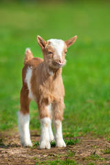 Naklejka na ściany i meble Cute goat in spring green grass