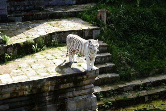 A white tiger at the zoo of Pairi Daiza, Brugelette, Belgium.