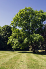Oak in the park