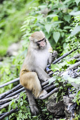 Adult monkey eating in  jungle in India.