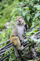 Naklejka na ściany i meble Adult monkey eating in jungle in India.