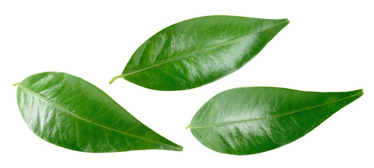Citrus leaves isolated on a white background. Collection. Full depth of field.