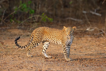 Fototapeta na wymiar The Sri Lankan leopard (Panthera pardus kotiya) young female standing at the edge of the bush