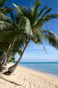 Tropical sand beach with coconut trees at the morning.