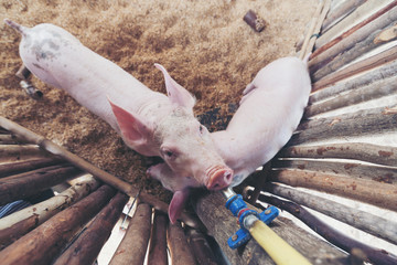 Piglets are drinking water from a watering machine in a pork stall.