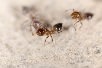Ants on the ground
