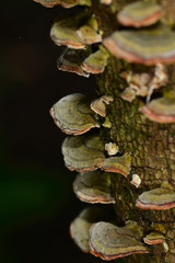Champignons parasites