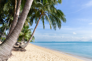 Naklejka premium Tropical sand beach with coconut trees at the morning. Thailand, Samui island, Maenam.