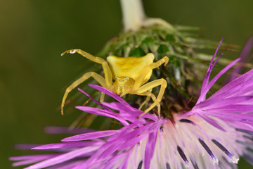 Araignée