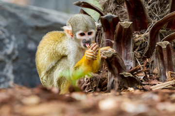 an Squirrel monkey