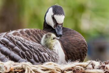 Canada goose, Branta canadensis