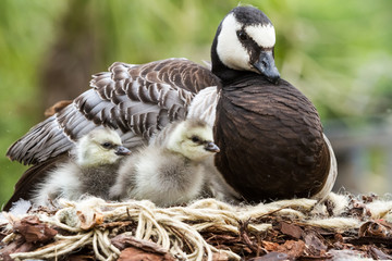 Canada goose, Branta canadensis