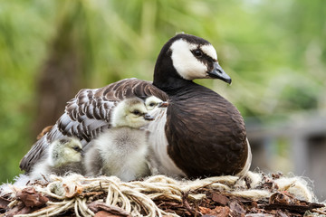 Canada goose, Branta canadensis