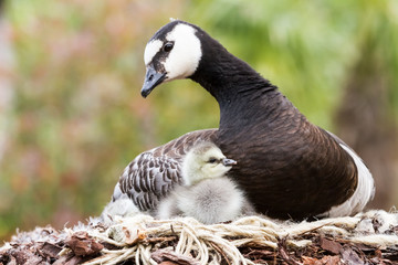 Canada goose, Branta canadensis