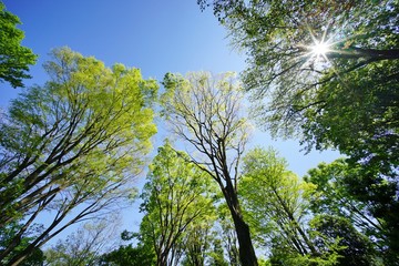 新緑の木々