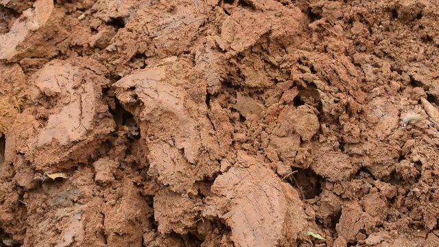 Brown clayey background with clods of clay.