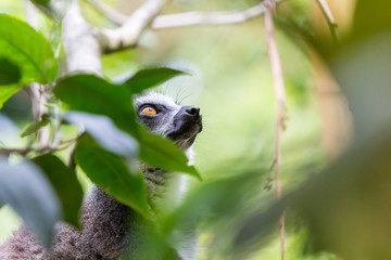 Ring tailed lemur