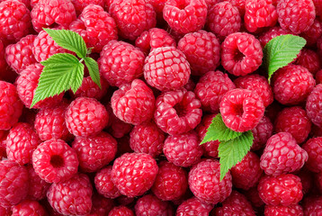 Raspberry. Fresh organic berries with leaves macro. Fruit background.