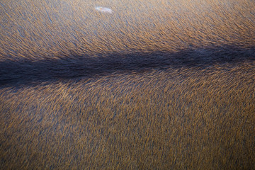 Deer skin texture.