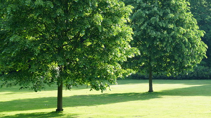 Trees in a park in Antwerp