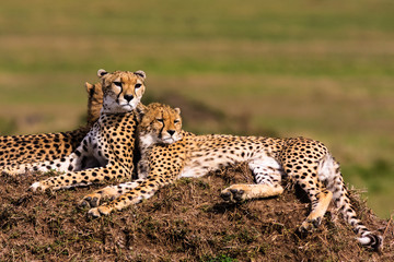 The family of cheetahs. Hills of Serengeti,  Africa