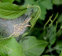 Group of moth caterpillars in their nest on a green leaves of a bush.