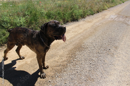 Chien Qui Tire La Langue Sur La Route Cane Corso Stock