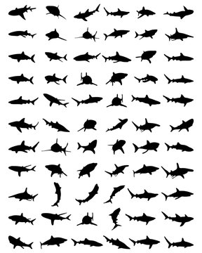 Black silhouettes of sharks on a white background