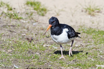 Oystercatcher