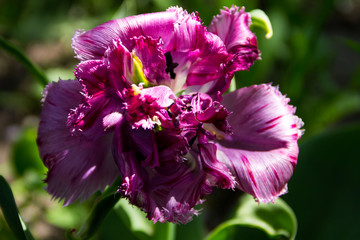 Naklejka premium Pink tulip on flowerbed in garden