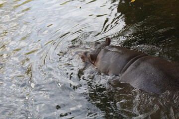 Nilpferd - Flusspferd