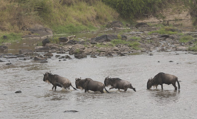 Wildebeest crossing a river, Kenya, Africa