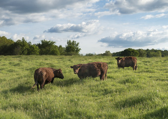 Red Devon Cattle in the Hudson Valley of New York - 156277331