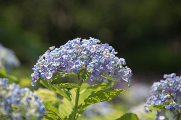  Hydrangea on a sunny day