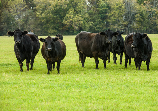 Black Cows in a Green Pasture