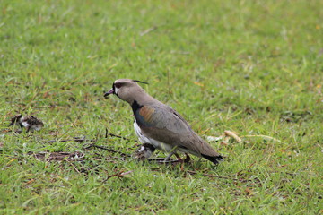 Alcaraván con polluelos.