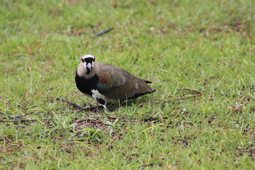 Alcaraván con polluelos.