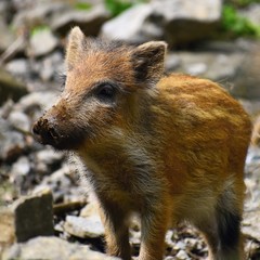 Animal - wild boar in the wild. Young bear playing in nature-forest. (Sus scrofa)