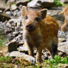 Animal - wild boar in the wild. Young bear playing in nature-forest. (Sus scrofa)