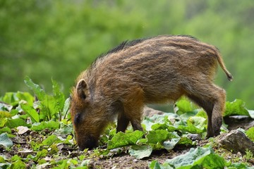 Animal - wild boar in the wild. Young bear playing in nature-forest. (Sus scrofa)