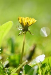 Beautiful natural background of green grass and dandelion flower with sun. Springtime. Seasonal concept for spring and morning in nature.