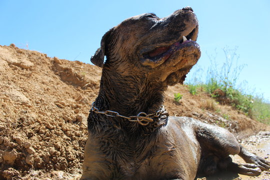 machoir de chien