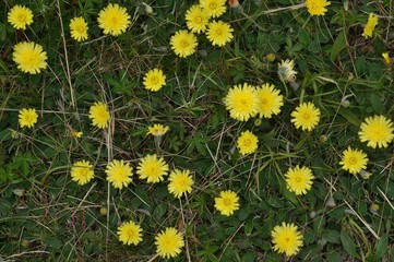 Mouse Eared Hawkweed
